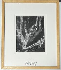 Ansel Adams'Sequoia' Framed Matted Photo Print Yosemite Special Edition