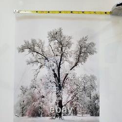 Édition spéciale de l'orage de neige du chêne de Yosemite d'Ansel Adams