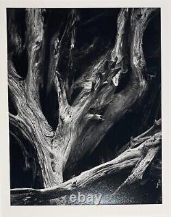 Impression encadrée et matelassée de la photo 'Sequoia' d'Ansel Adams, édition spéciale Yosemite