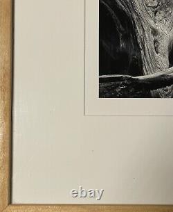 Impression encadrée et matelassée de la photo 'Sequoia' d'Ansel Adams, édition spéciale Yosemite